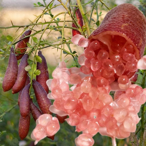 Limón Rojo Diablo Caviar, Rápida Producción + Regalo