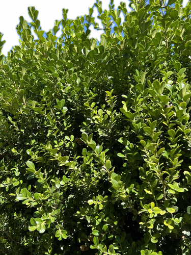X30 Buxus - Arbusto Cerco Vivo - Planta Siempre Verde