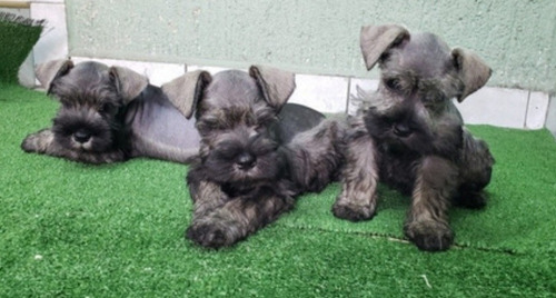 Schnauzer Barbon Amigable Machos Sal Y Pimienta