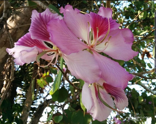 Bauhinia Variegata/ Orquidea (arbol Purpura) 20cm