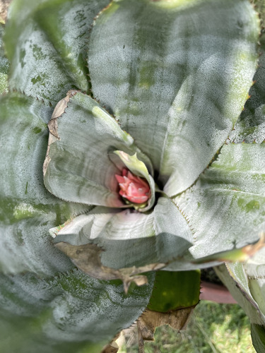 Bromelia 3 Más Planta Regalo (Usado)