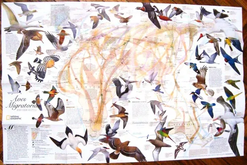 Aves Migratorias Mapa Nat Geo Lamina Color Pajaros Mundo (Usado)
