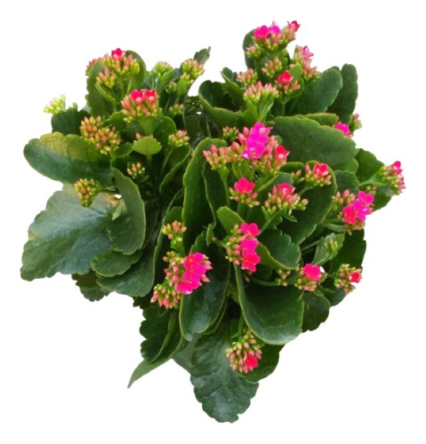 Kalanchoe Blossfeldiana Planta Suculenta Paquete 4 Pzas