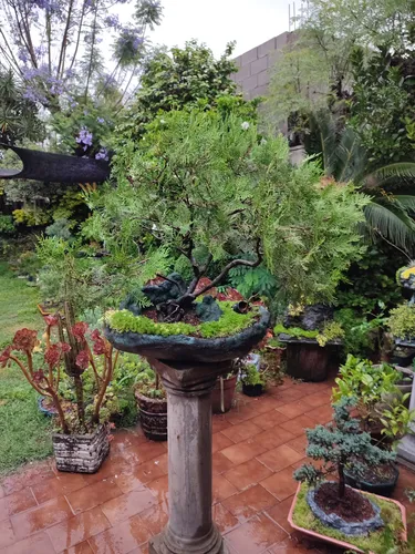 Bonsai Antiguo Pino Cipres. (Usado)