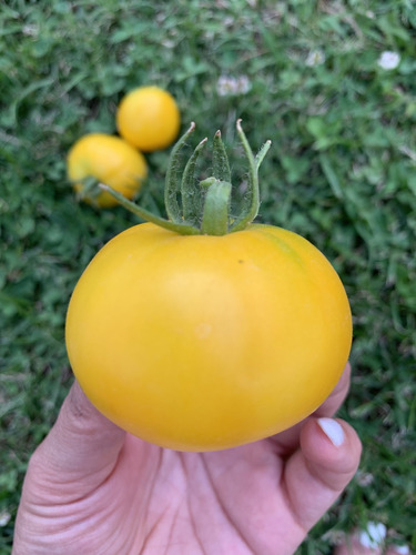 Semillas De Tomate Indian Moon (solanum Lycopersicum)