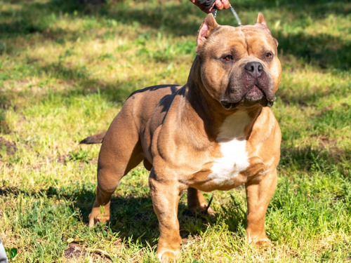 American Bully Cachorros Registro Abkc Al Día