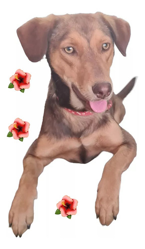 Marisel, Rojiza, Hermosa, Ojos Miel, Naricita Rojiza,bella