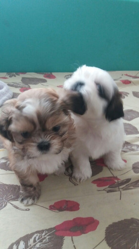 Imagem 2 de 5 de Shih Tzu Macho