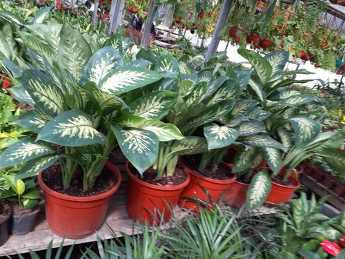 Dieffembachia Tropic M19