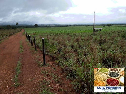 Imagem 11 de 15 de Fazenda À Venda No Vale Do Araguaia - To - 366 Alqueirões (dupla Aptidão) - 1710