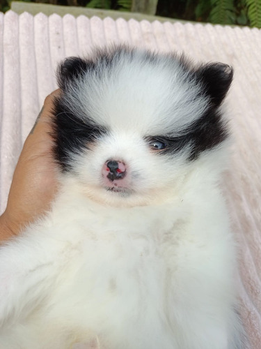 Cachorro Pomeranian Cara De Oso Bicolor Pura Raza Animal Pet