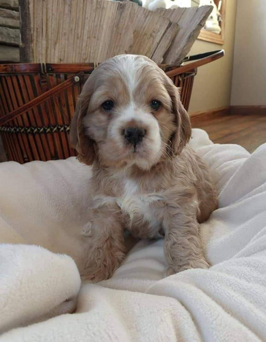 Cachorros.  Cocker Spaniel