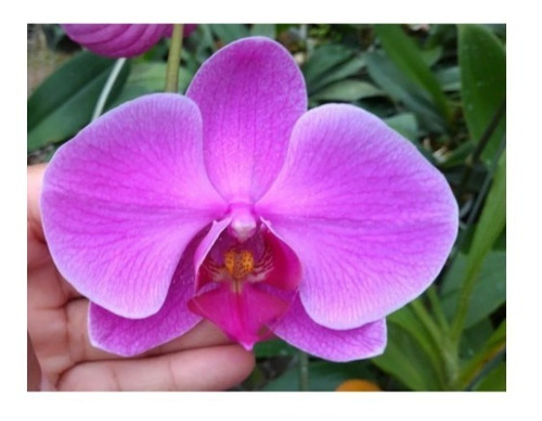 Orquídea Phalaenopsis Rosa Little Mary Pre Adulta | MercadoLivre