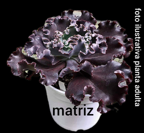 Muda Suculenta Echeveria Gibbiflora Black Rose