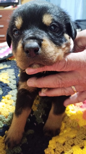 Cachorros Rottweiler 