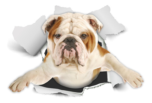 Vinilo Decorativo Pared [74z13h9m] Perro 3d British Bulldog