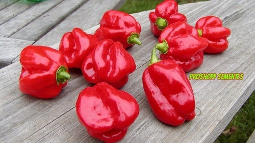 150 Sementes Pimenta Habareno Red Vasos Canteiros E Hortas.