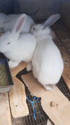 Conejos Para Consumo
