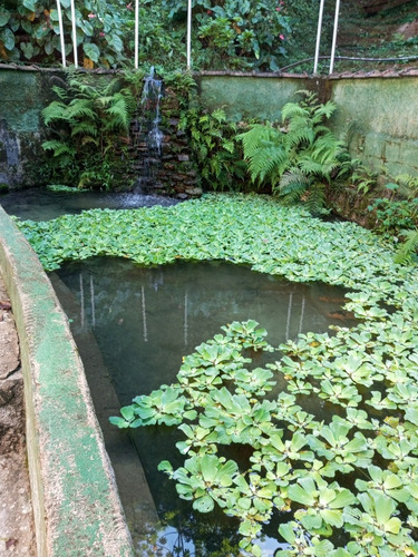 Chácara Com Duas Casas, Pomar E Piscina