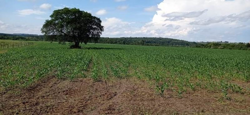 Imagem 18 de 29 de Fazenda 155 Alqueires, Terra Fértil, Rica Em Água Com Rio, 120 Alqueires Para Lavoura, 20 Alqueires Em Eucalipto, Casa Sede, Casa Caseiro, Curral - Fa00262 - 70837159