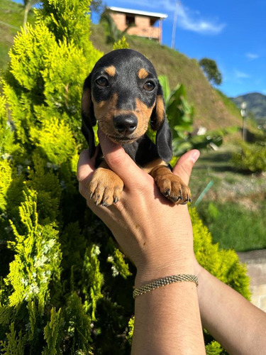 Cachorra Teckel Color Negro Perro Salchicha Disponible 