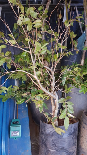 Muda De Jabuticabeira Grande Produzindo. Qualidade Bonsai Jr