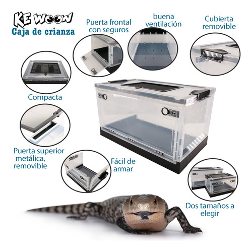 Caja Abatible De Cría Para Arácnidos Y Reptiles. Kewoow