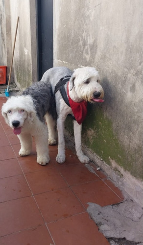 Cachorro Viejo Pastor Ingles 