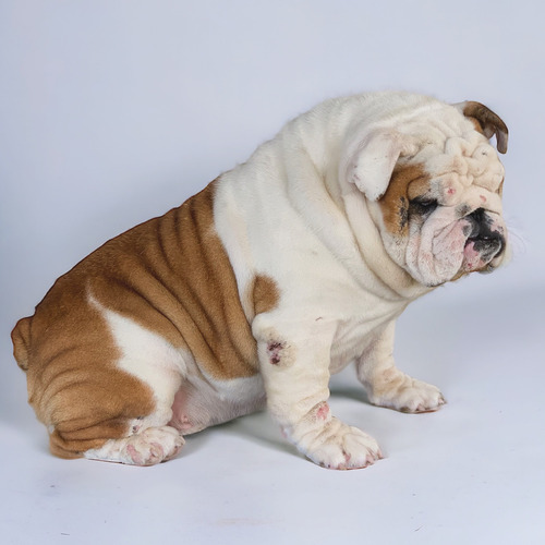 Bulldog Ingles Para Inseminacióncon  Kcu Placa A