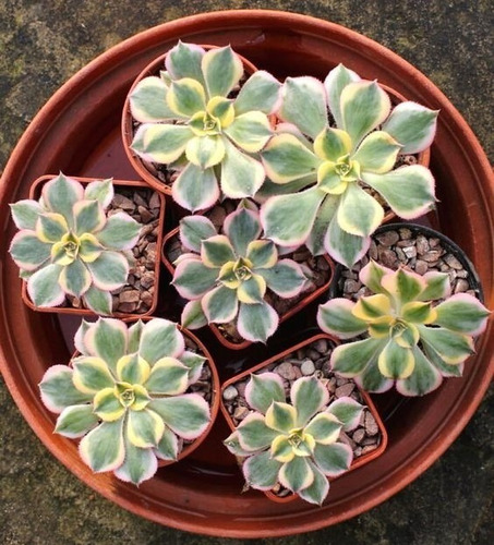 Imagen 2 de 6 de Aeonium Sunburst - Planta Suculenta Exótica