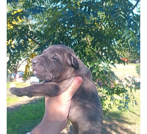 Cachorros De Cimarron Puros