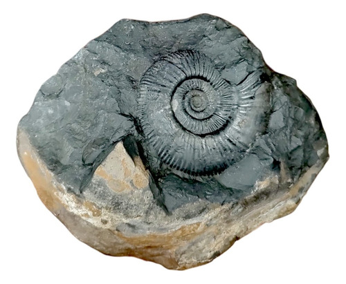 2142g Ammonites Negro Matriz Colonia Dos Vistas Espectacular