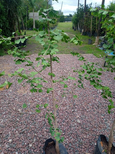Imagen 2 de 10 de Arbol Ginkgo Biloba Excelente - Viverohabilitado X Senasa