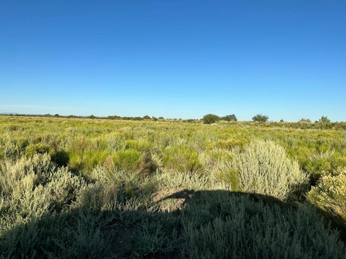 Imagen 10 de 17 de Vendo Campo De 300ha, San Rafael, Mendoza