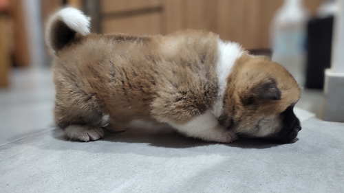 Cachorros Akita Inu