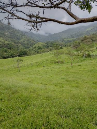 Venta De Lote San Jeronimo Vereda Quimbayo