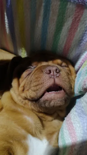 Dogo De Burdeos