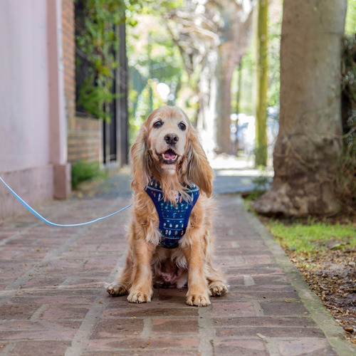 Arnés Pretal Perro Talle Xl Acolchado Con Correa Lola Pets