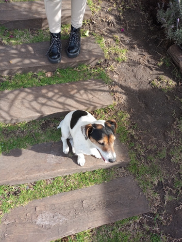 Imagen 5 de 5 de Jack Russell Servicio De Monta