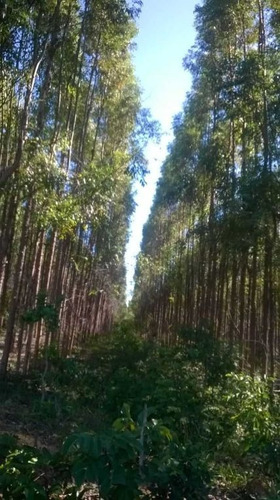 Imagem 26 de 30 de Fazenda De Dupra Aptidão Gado E Carvaõ 722 Hectares Curvelo Mg - 42600