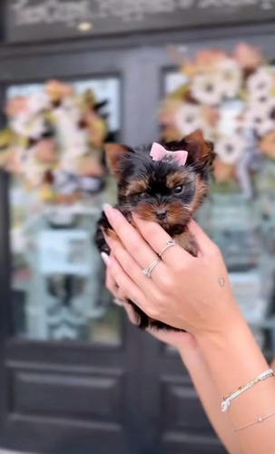 Yorkshire Mini Yorky Hembra Fuego