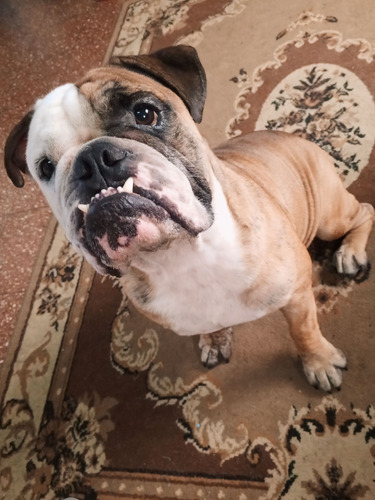 Monta De Bulldog Ingles (tricolor)