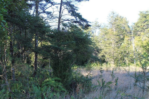 Imagen 9 de 30 de Agrícola En Venta En Puerto Varas