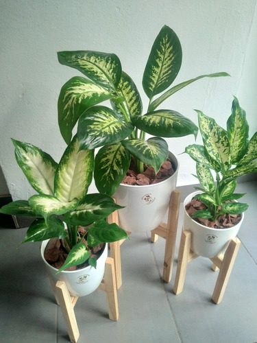 Combo Dieffenbachias X 3 Tropic + Mariana + Maceta + Pie
