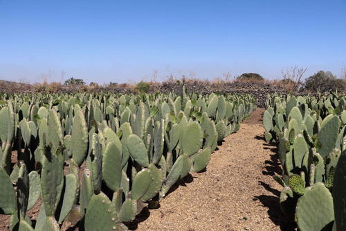 5000 Semillas De Nopal Mexicano
