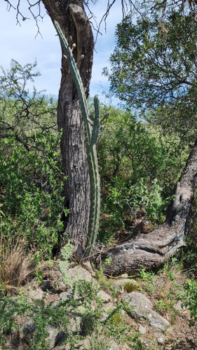 Imagen 6 de 8 de En Traslasierras, Salsacate, Se Vende 100 Ha. Con 300 Mts. De Arroyo Y Arboleda Centenaria, Ideal Parquizar, Descanso, Permacultura, Producción De Nueces Y Frutas. Trekking, Mountain Bike, Cabalgatas.