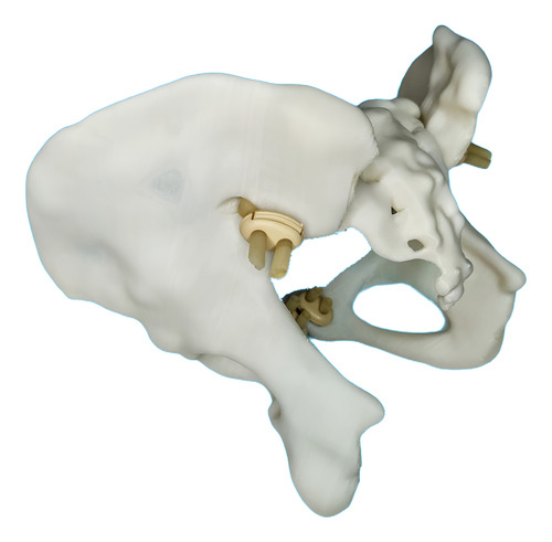 Pelvis Femenina Articulada - Ginecología Y Obstetricia