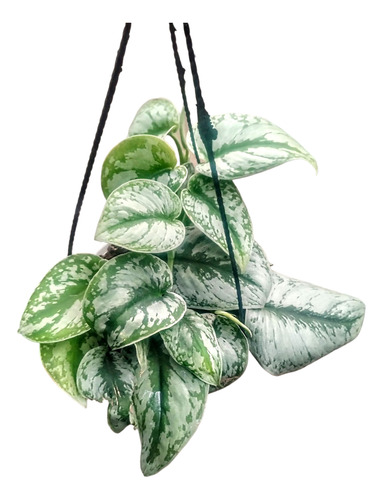 Pothus Silver - Pictus Plateado - Planta De Interior