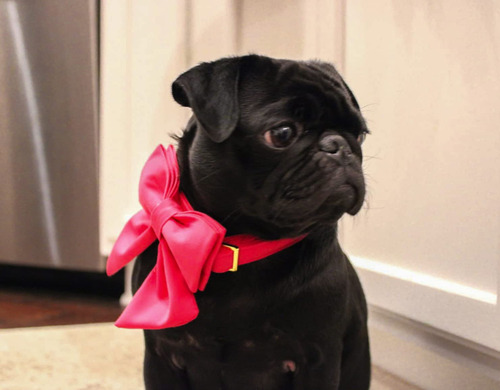 Maca Bates Collar Perro Lazo Rojo Rosa Pajarita Mmg