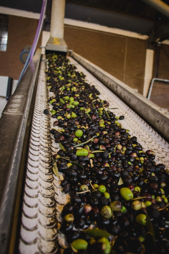 Imagen 8 de 10 de Aceite De Oliva Extra Virgen Yancanelo Bidón 2 Litros X 2 U